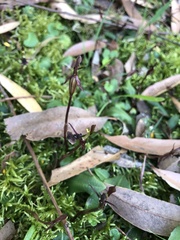 Chiloglottis formicifera