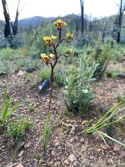 Diuris pardina