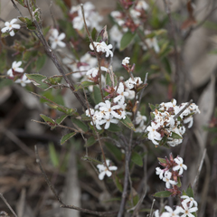 Leucopogon concurvus