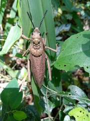 Dictyophorus griseus