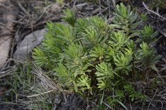 Osmitopsis asteriscoides