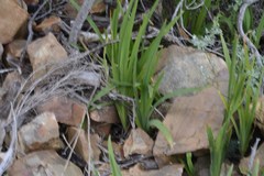 Chasmanthe aethiopica