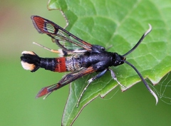 Synanthedon formicaeformis