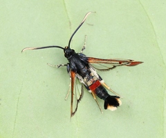Synanthedon formicaeformis