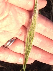 Dichelachne micrantha