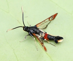 Synanthedon formicaeformis
