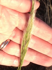 Dichelachne micrantha