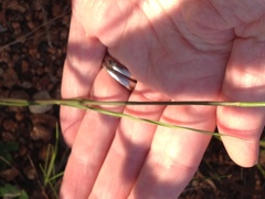 Dichelachne micrantha