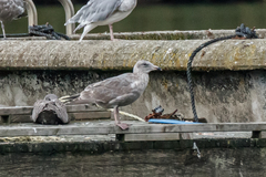 Larus argentatus × glaucescens