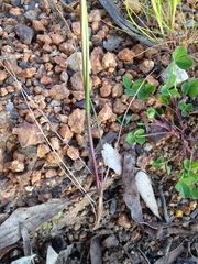 Dichelachne micrantha