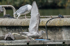 Larus argentatus × glaucescens