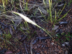 Dichelachne micrantha