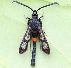 Synanthedon myopaeformis