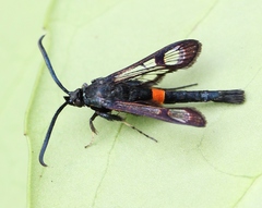 Synanthedon myopaeformis