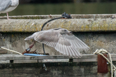 Larus argentatus × glaucescens