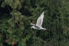 Larus argentatus × glaucescens