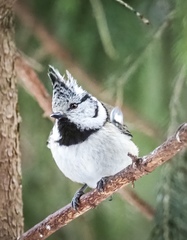 Lophophanes cristatus