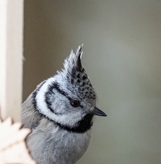 Lophophanes cristatus