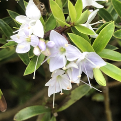 Veronica diosmifolia