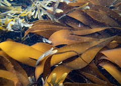 Laminaria digitata