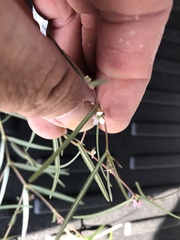 Euphorbia florida