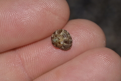 Eurytrochus strangei