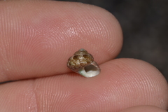 Eurytrochus strangei