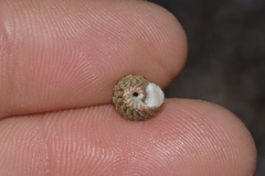 Eurytrochus strangei