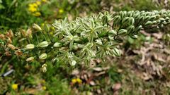Albuca bracteata