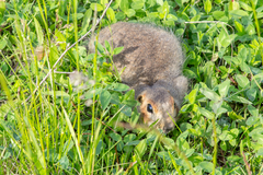 Spermophilus major
