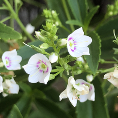 Veronica catarractae
