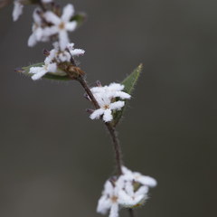 Leucopogon concurvus