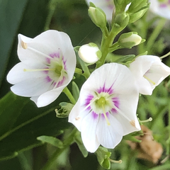 Veronica catarractae