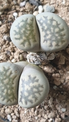 Lithops