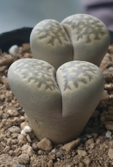 Lithops