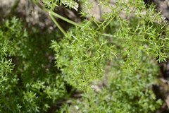 Dasispermum
