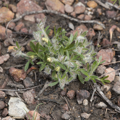 Xanthosia huegelii