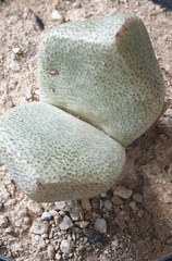 Pleiospilos