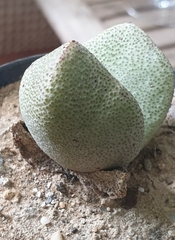 Pleiospilos