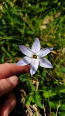 Ipheion