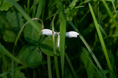 Pterophorus pentadactyla