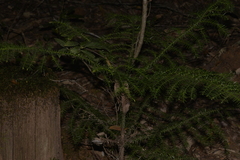 Araucaria cunninghamii