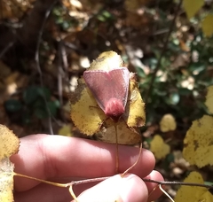 Psectraglaea carnosa