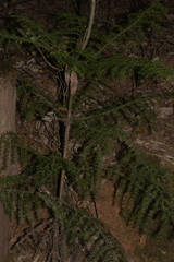 Araucaria cunninghamii