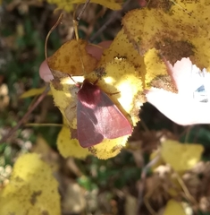 Psectraglaea carnosa