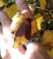 Psectraglaea carnosa