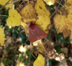 Psectraglaea carnosa