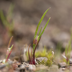 Centrolepis aristata