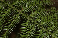 Araucaria cunninghamii