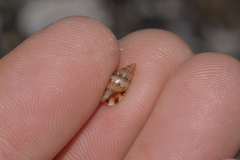 Pseudamycla dermestoidea